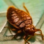 Why Specialist Bug Control Is The Ultimate Approach To Bug Elimination