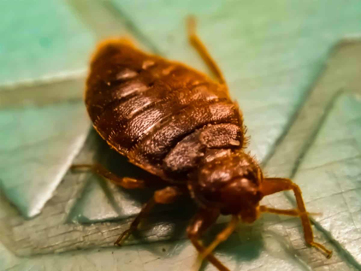 Why Specialist Bug Control Is The Ultimate Approach To Bug Elimination